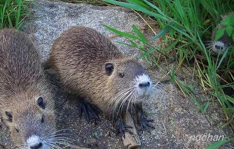 2 写真でヌートリアを見る 芦田川のヌートリア